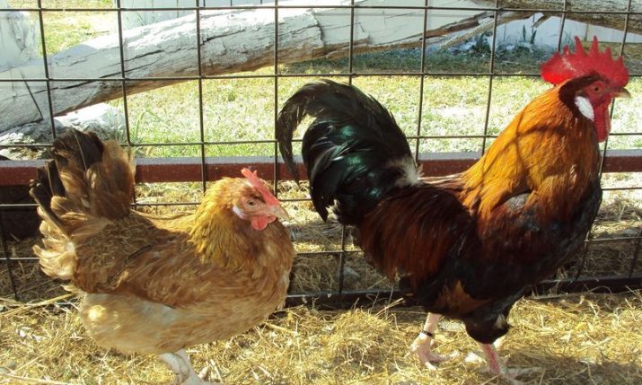 The story of Croatia’s indigenous chicken ‘Hrvatica’