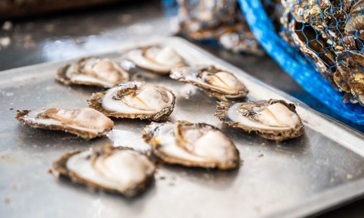 PHOTOS: Oysters from Croatia’s Limski Kanal a big hit 
