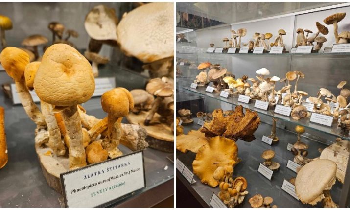 Global petition to save unique mushroom collection in Zagreb