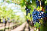 Can Dalmatian grapes now thrive in continental Croatia? Experts weigh in